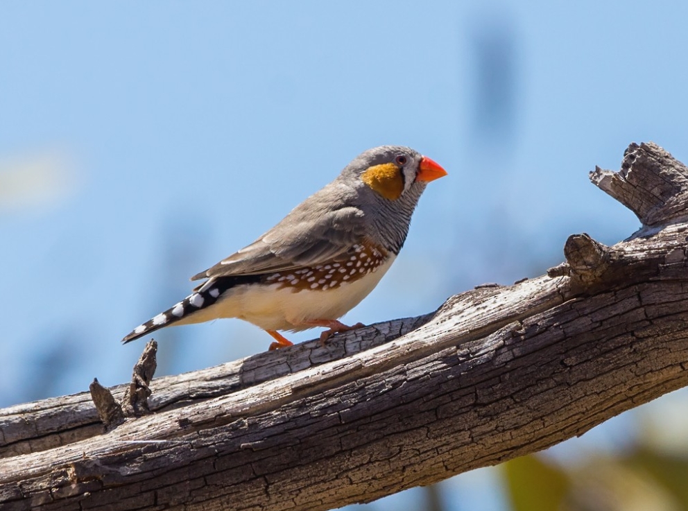 Зебровые амадины: уход и содержание в домашних условиях, разведение, сколько живут