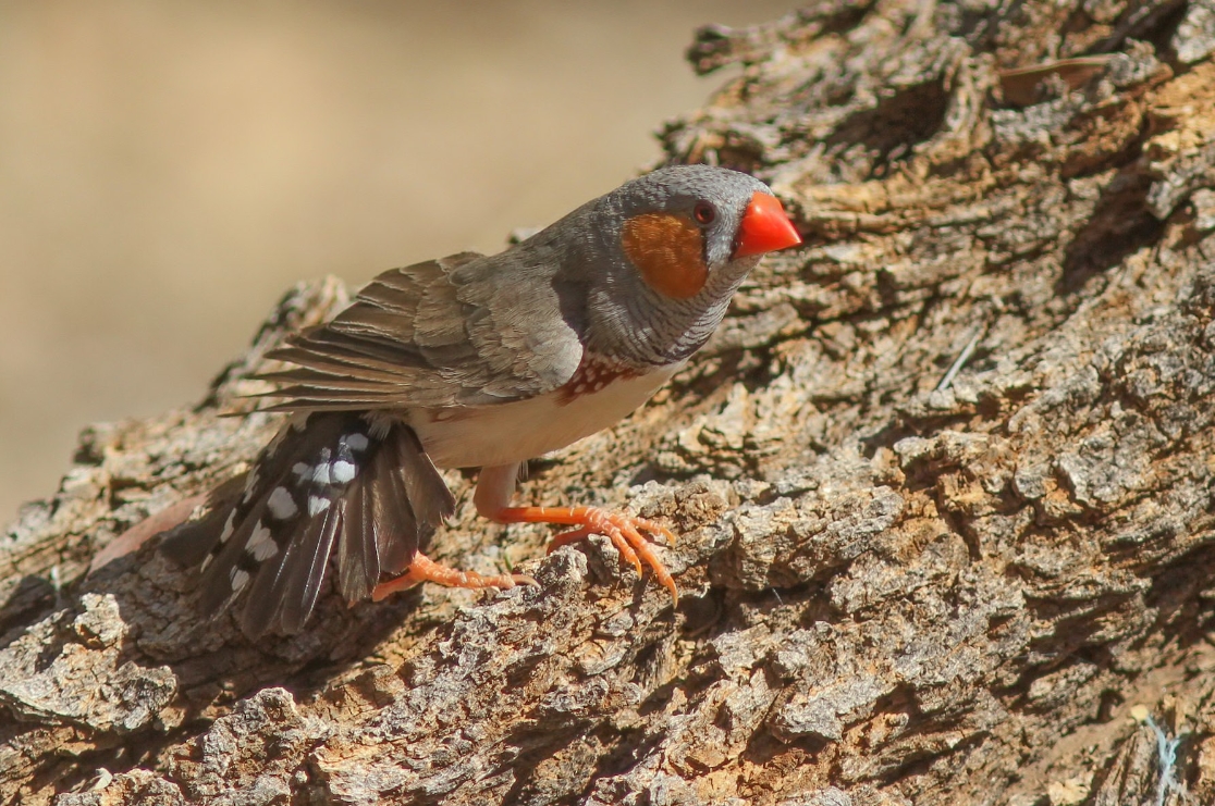 Зебровые амадины: уход и содержание в домашних условиях, разведение, сколько живут