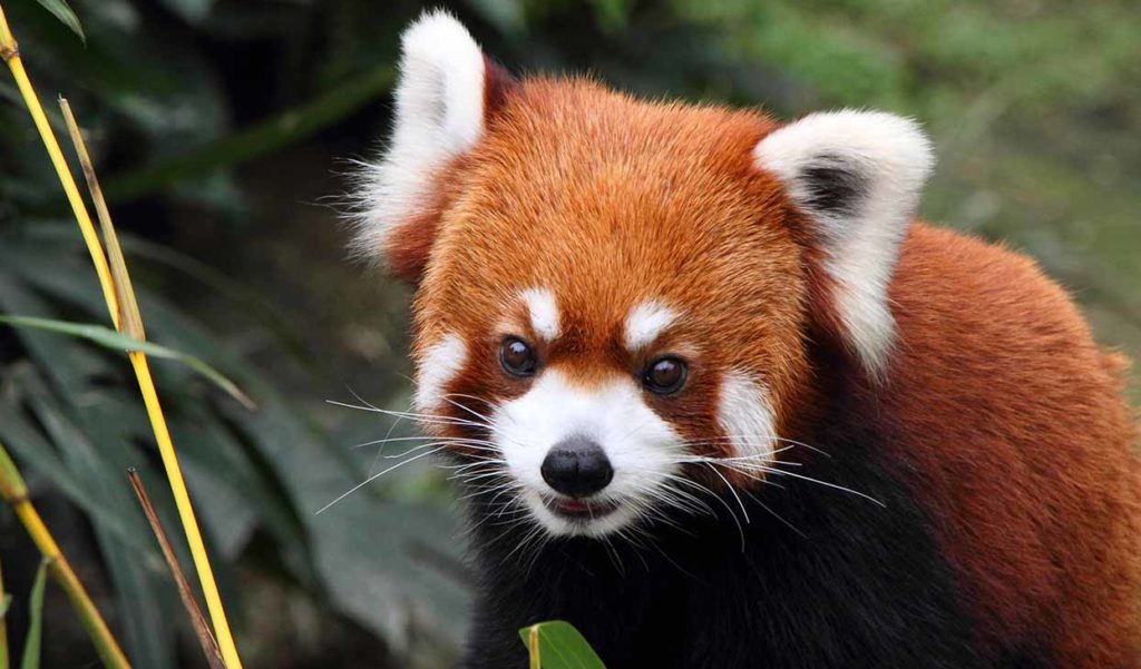 красная панда