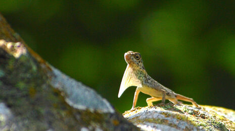 Василиск ящерица