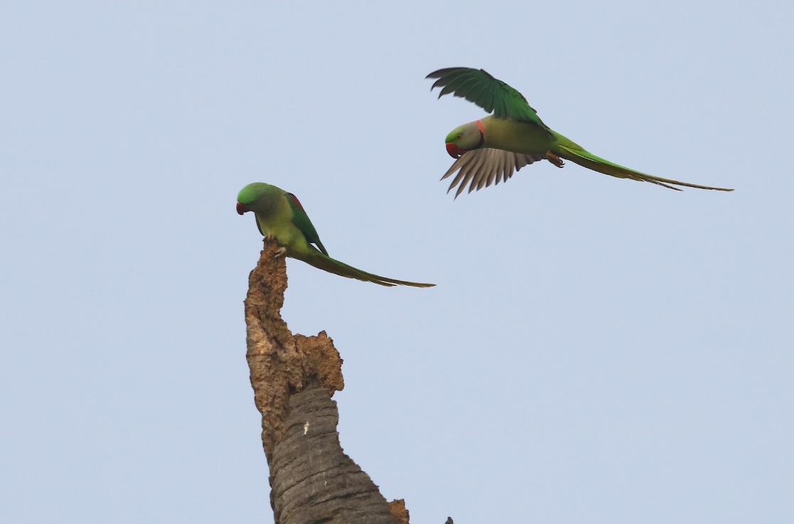 Александрийский попугай: описание, виды, содержание и уход