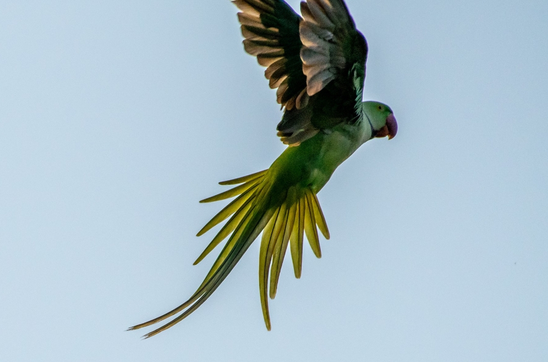 Александрийский попугай: описание, виды, содержание и уход