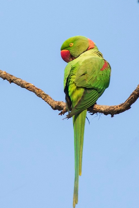 Александрийский попугай: описание, виды, содержание и уход