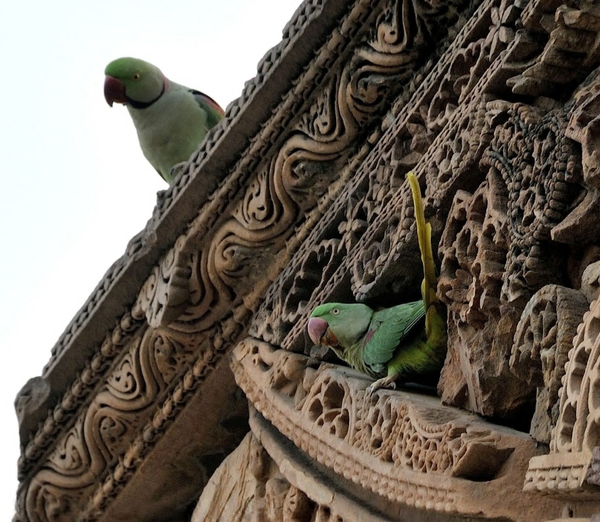 Александрийский попугай: описание, виды, содержание и уход