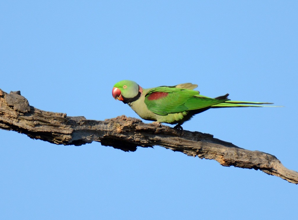 Александрийский попугай: описание, виды, содержание и уход