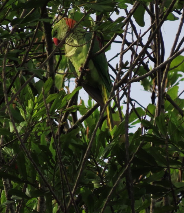 Александрийский попугай: описание, виды, содержание и уход