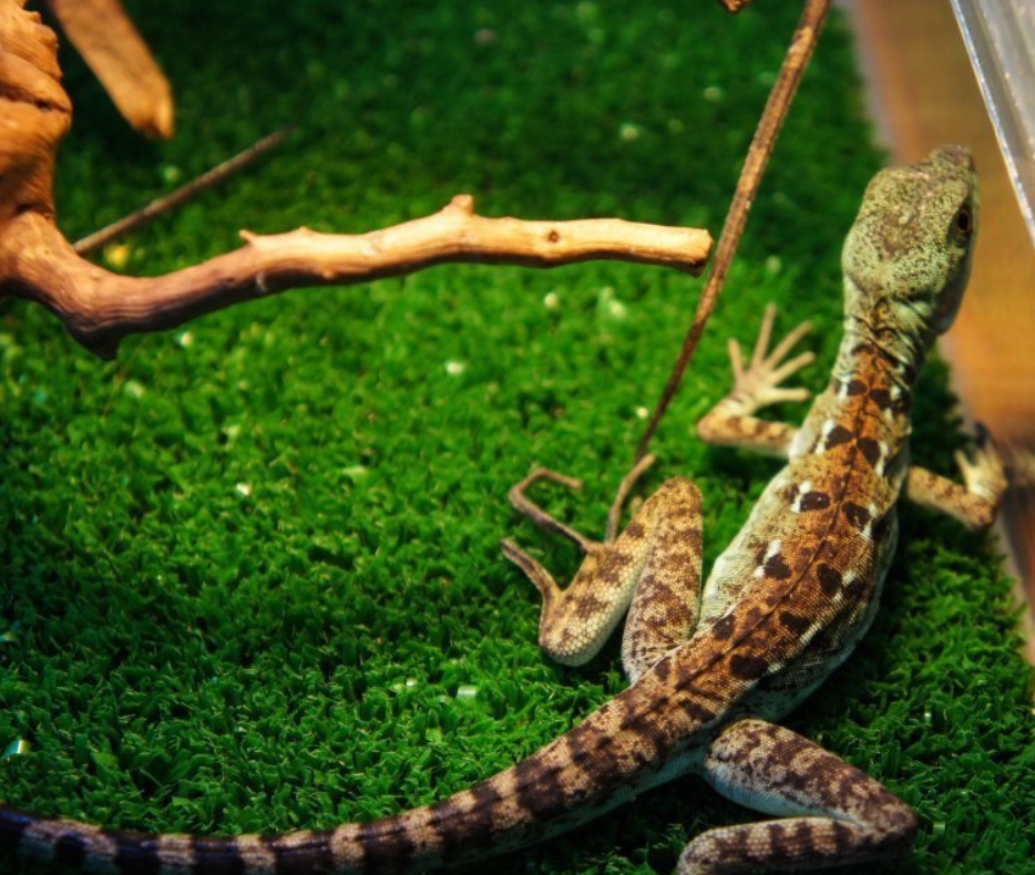 Василиск: описание рептилии, особенности, виды, образ жизни