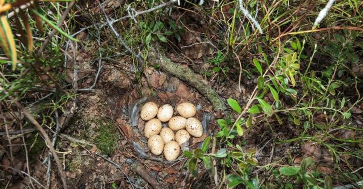 Тетерев: описание, ареал обитания, отличие самца от самки