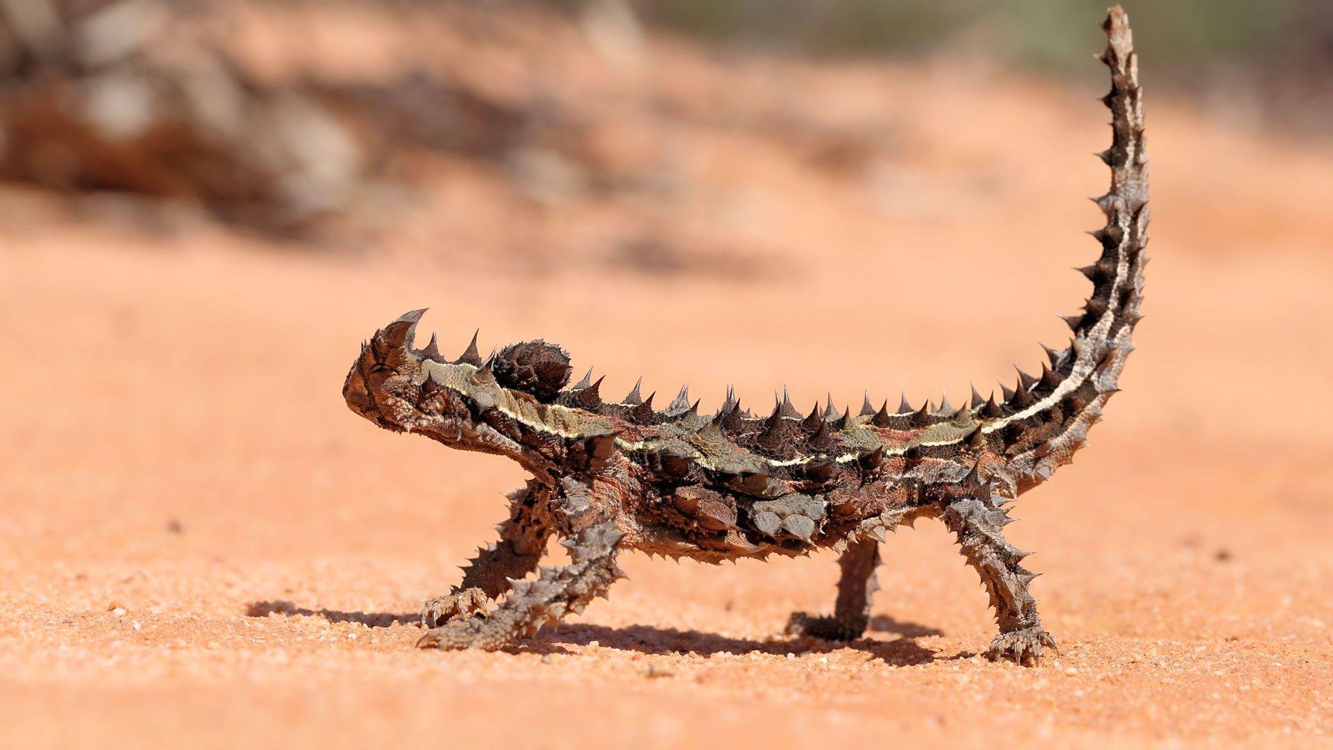 Ящерица молох – загадка австралийских пустынь
