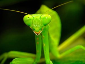 Богомол: чем питается, сколько живут в домашних условиях