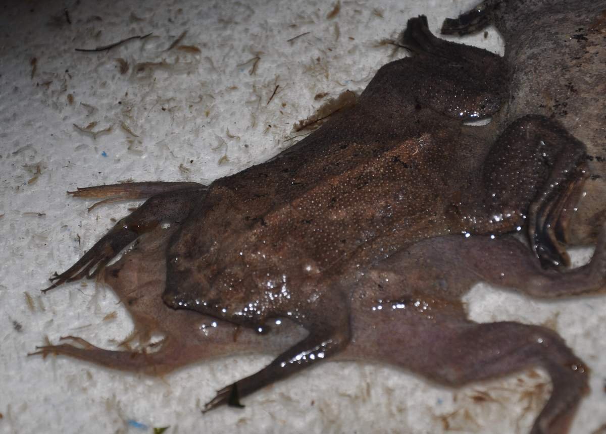 Жаба, которая вынашивает детей на спине