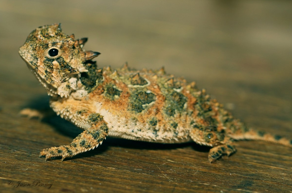 Ящерица молох – загадка австралийских пустынь