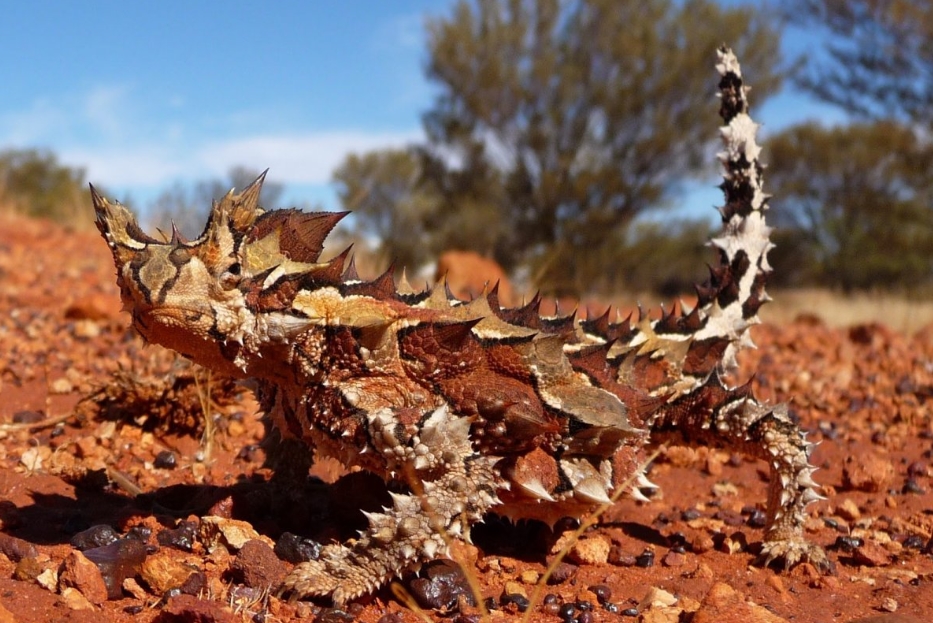 Ящерица молох – загадка австралийских пустынь