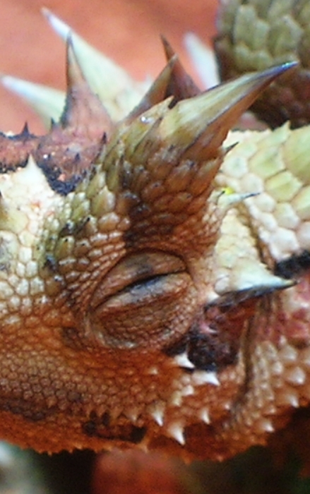 Ящерица молох – загадка австралийских пустынь