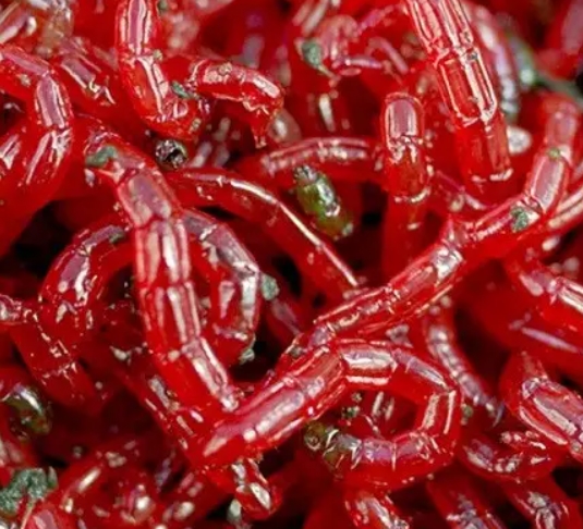 Жаба, которая вынашивает детей на спине