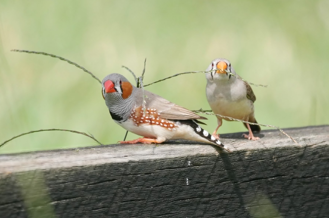 Зебровые амадины: уход и содержание в домашних условиях, разведение, сколько живут