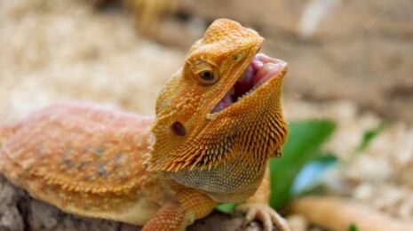 Василиск ящерица