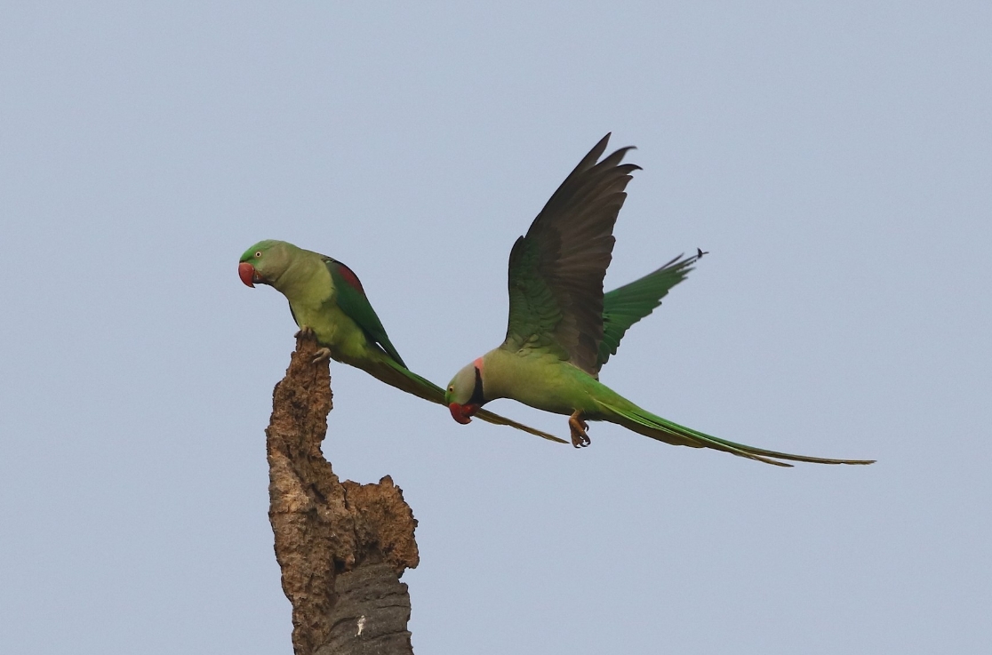 Александрийский попугай: описание, виды, содержание и уход