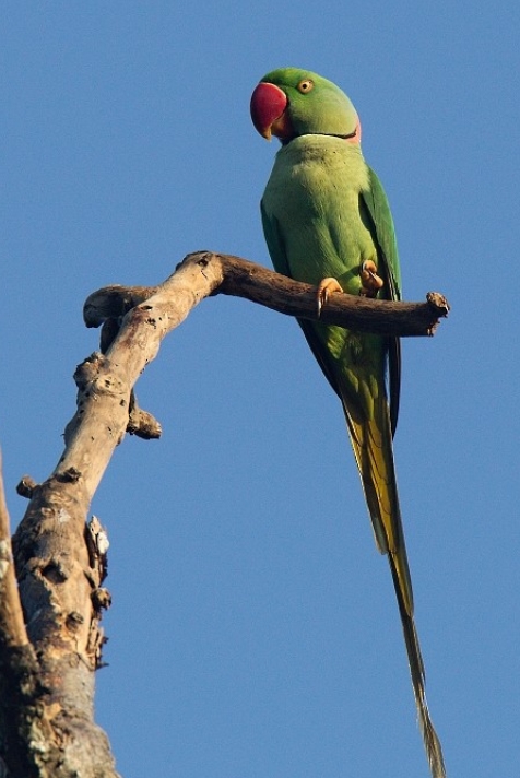 Александрийский попугай: описание, виды, содержание и уход