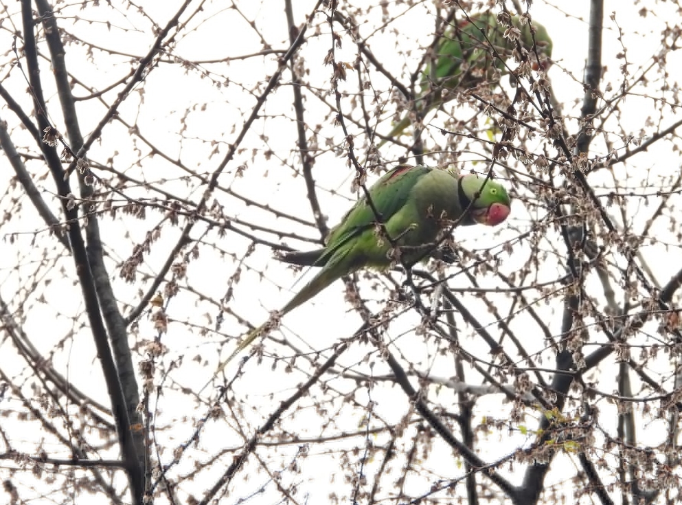 Александрийский попугай: описание, виды, содержание и уход
