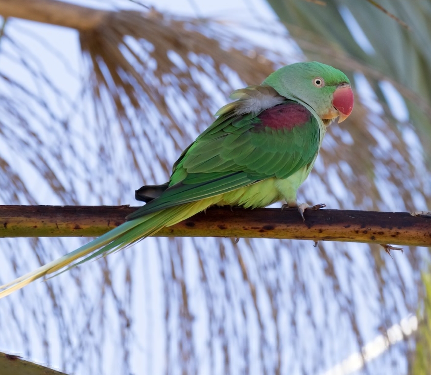 Александрийский попугай: описание, виды, содержание и уход