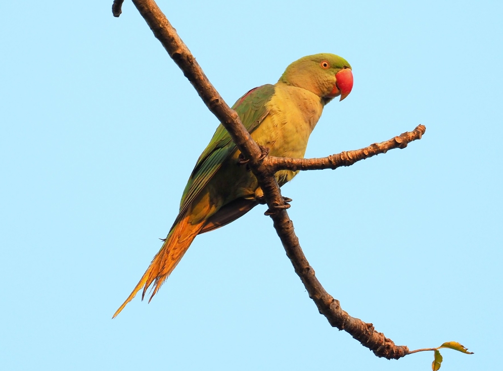 Александрийский попугай: описание, виды, содержание и уход