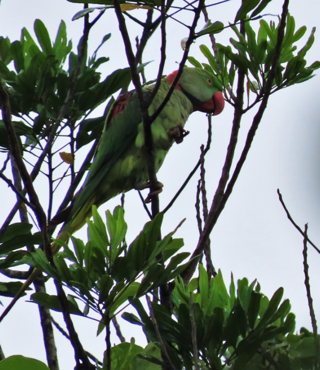 Александрийский попугай: описание, виды, содержание и уход