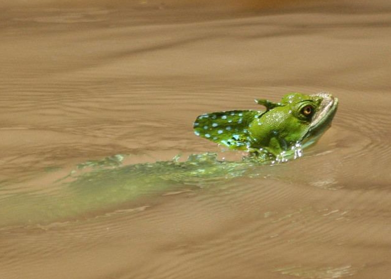 Василиск: описание рептилии, особенности, виды, образ жизни