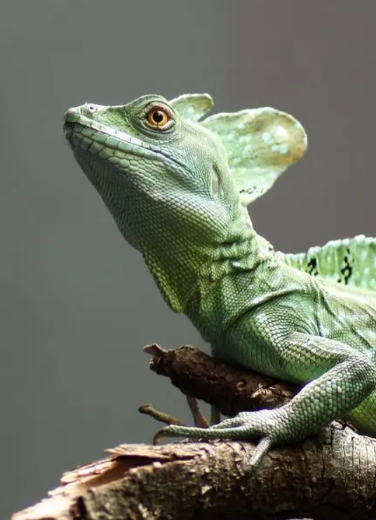 Василиск: описание рептилии, особенности, виды, образ жизни