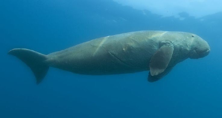 Где живут морские коровы, чем питаются и какая схожесть с земными