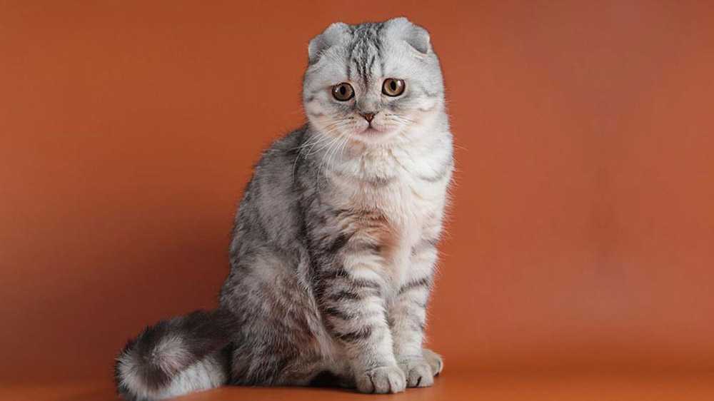 Короткошерстная скоттиш-фолд