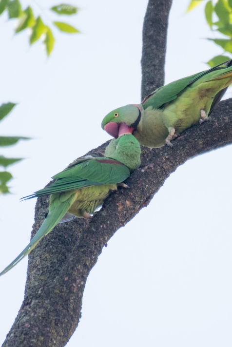 Александрийский попугай: описание, виды, содержание и уход