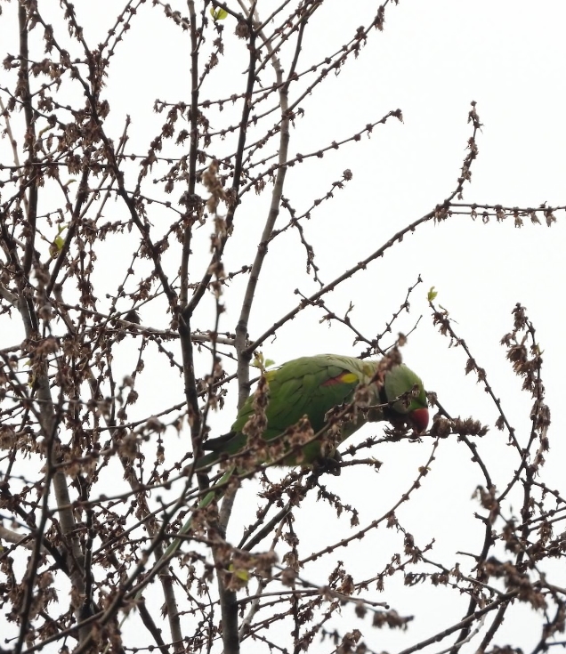 Александрийский попугай: описание, виды, содержание и уход