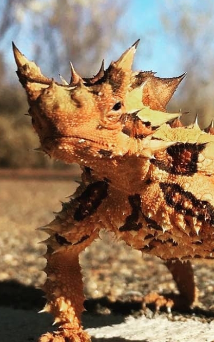 Ящерица молох – загадка австралийских пустынь