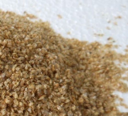 Жаба, которая вынашивает детей на спине