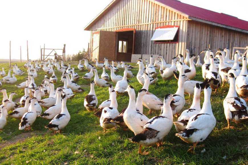 Моларды в туре