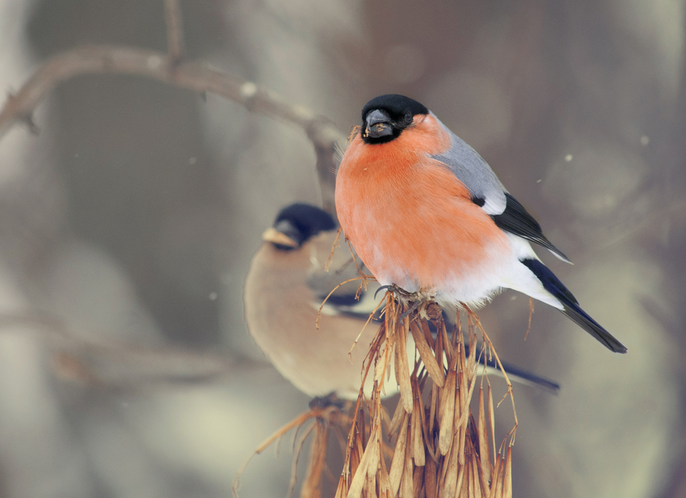 Куда улетает летом жить снегирь, где можно встретить зимой перелетных птиц