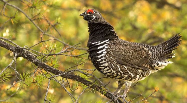 Тетерев: описание, ареал обитания, отличие самца от самки