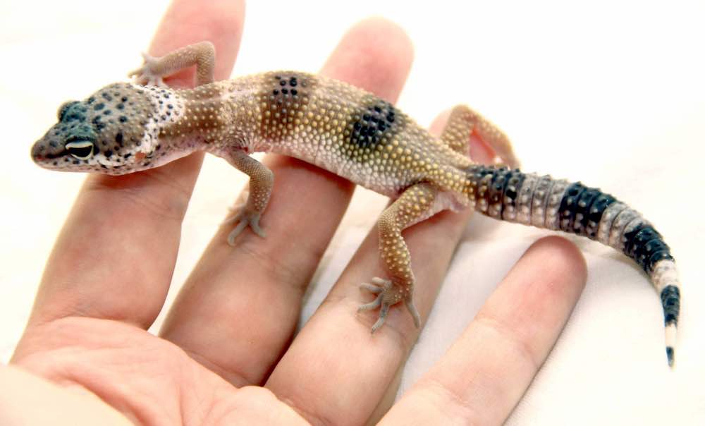 Сколько живет геккон в домашних условиях