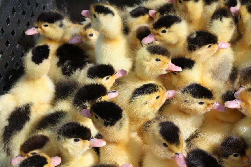 Утята муларда