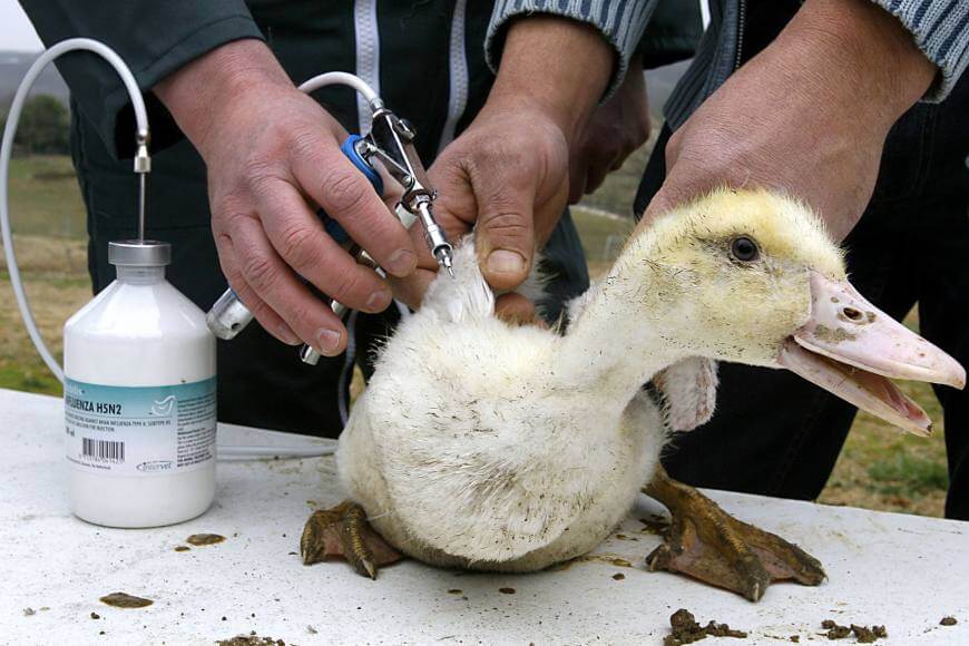 Вакцинация уток мулард