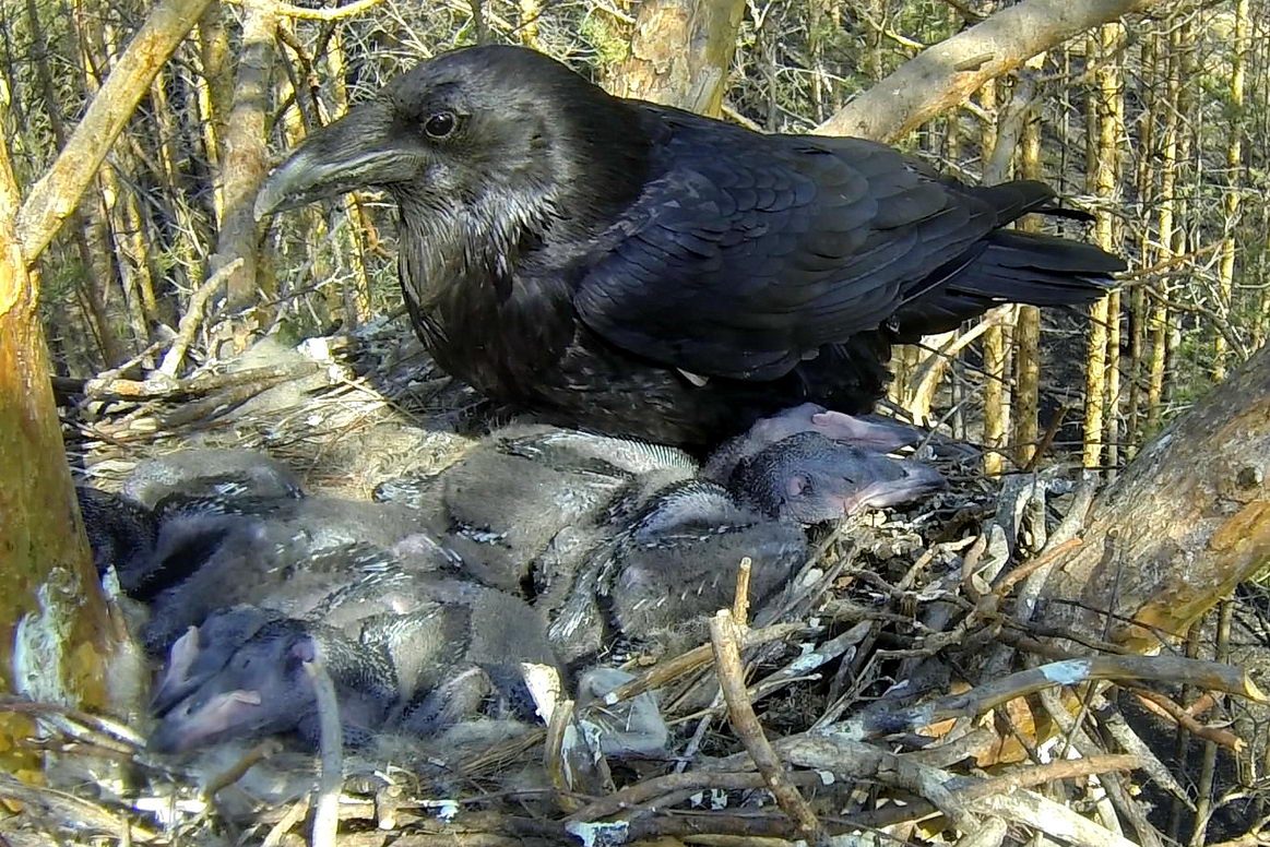 Сколько живет ворон обыкновенный: чем питается и как выглядит