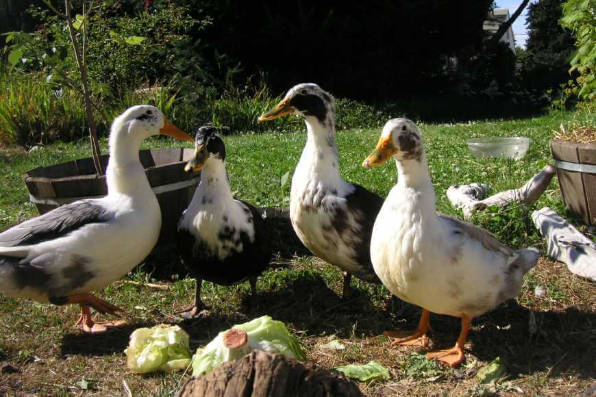 Мулард отправляется в тур