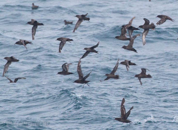 Морские птицы: характеристика, отряды, виды