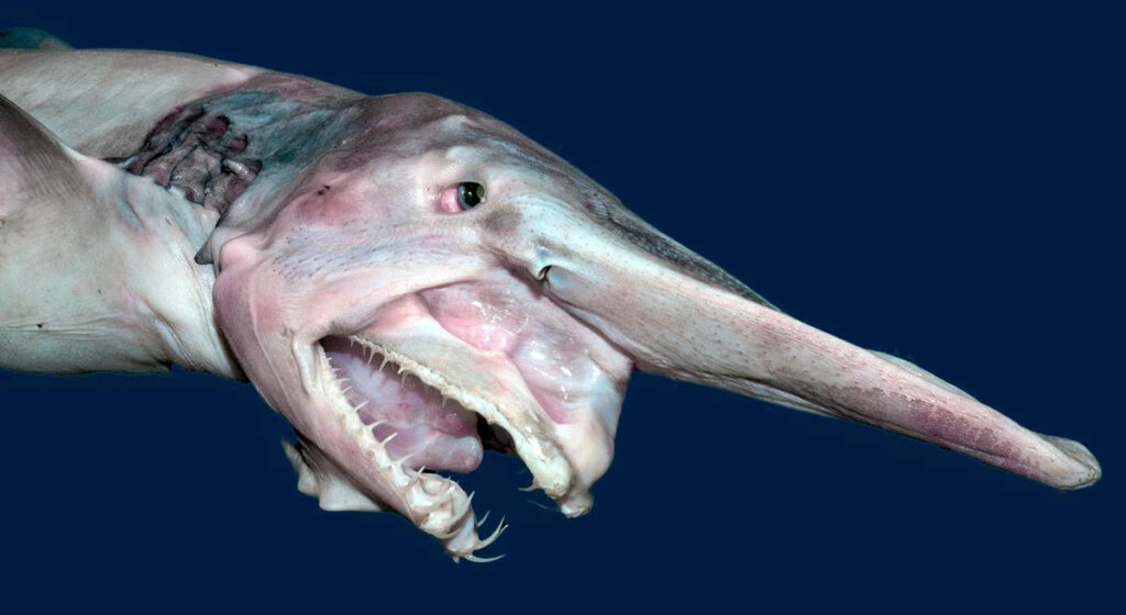 Брауни акула