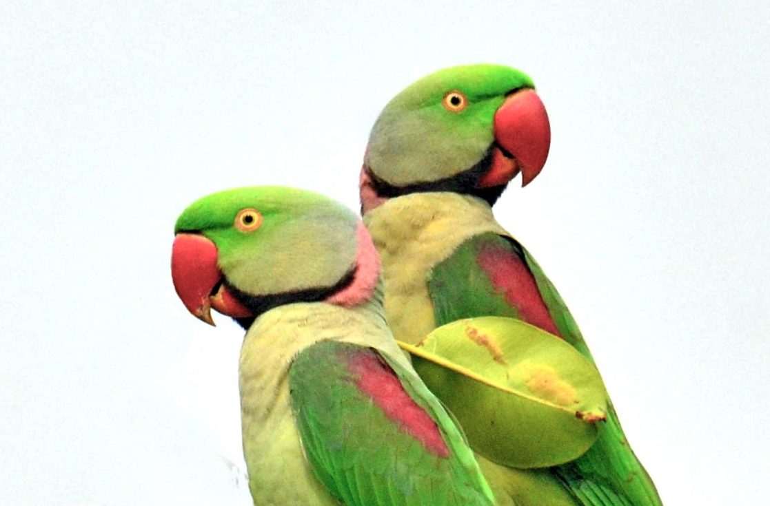 Александрийские попугаи довольно неприхотливы