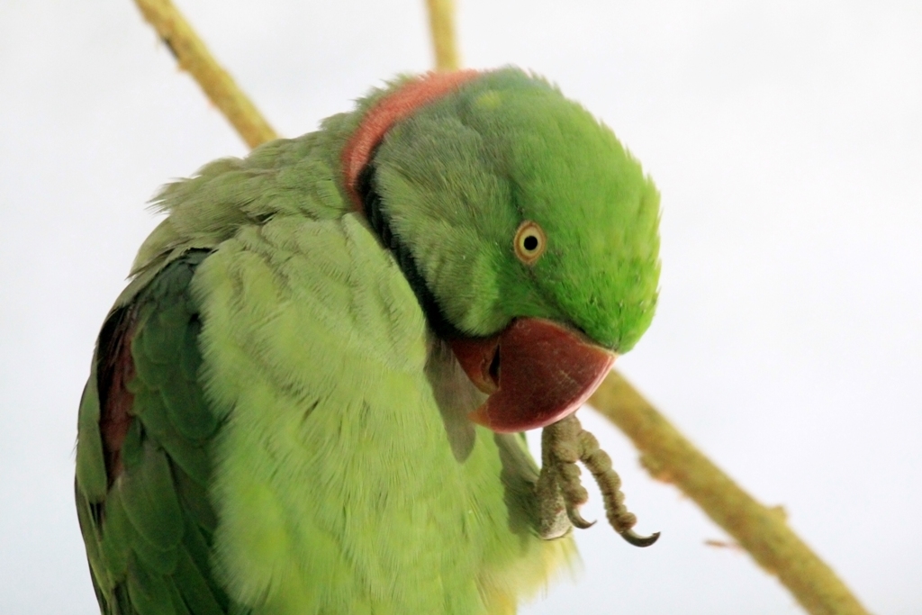 Александрийский попугай достаточно сообразительный