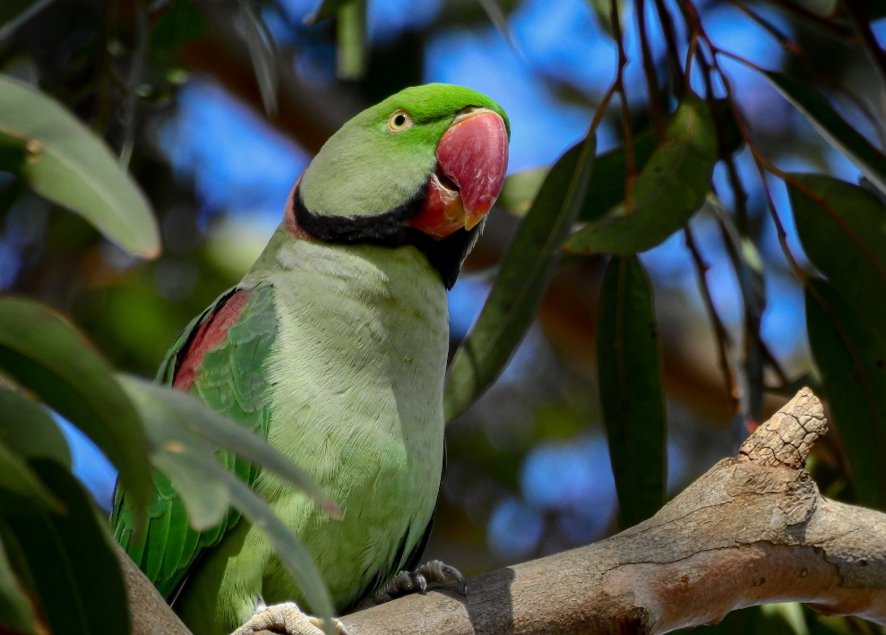 Alexandrine Parakeet