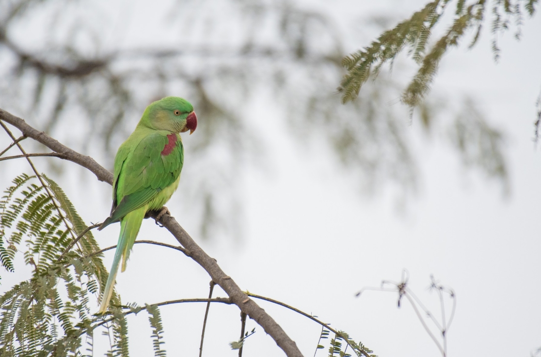 Alexandrine Parakeet