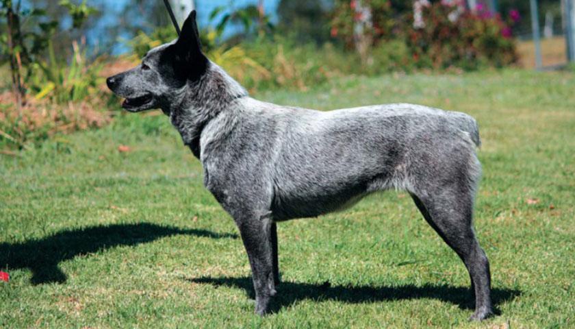 Буль араб: арабская борзая